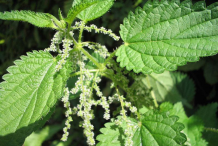 Stinging-Nettle--flowers