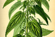Stinging-Nettle-plant-Illustration