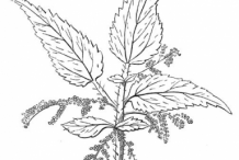 Stinging-Nettle-plant-Sketch