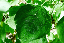 Stinging-nettle-leaves