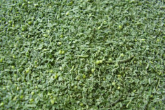 Small-Pieces-of-Stinging-nettle