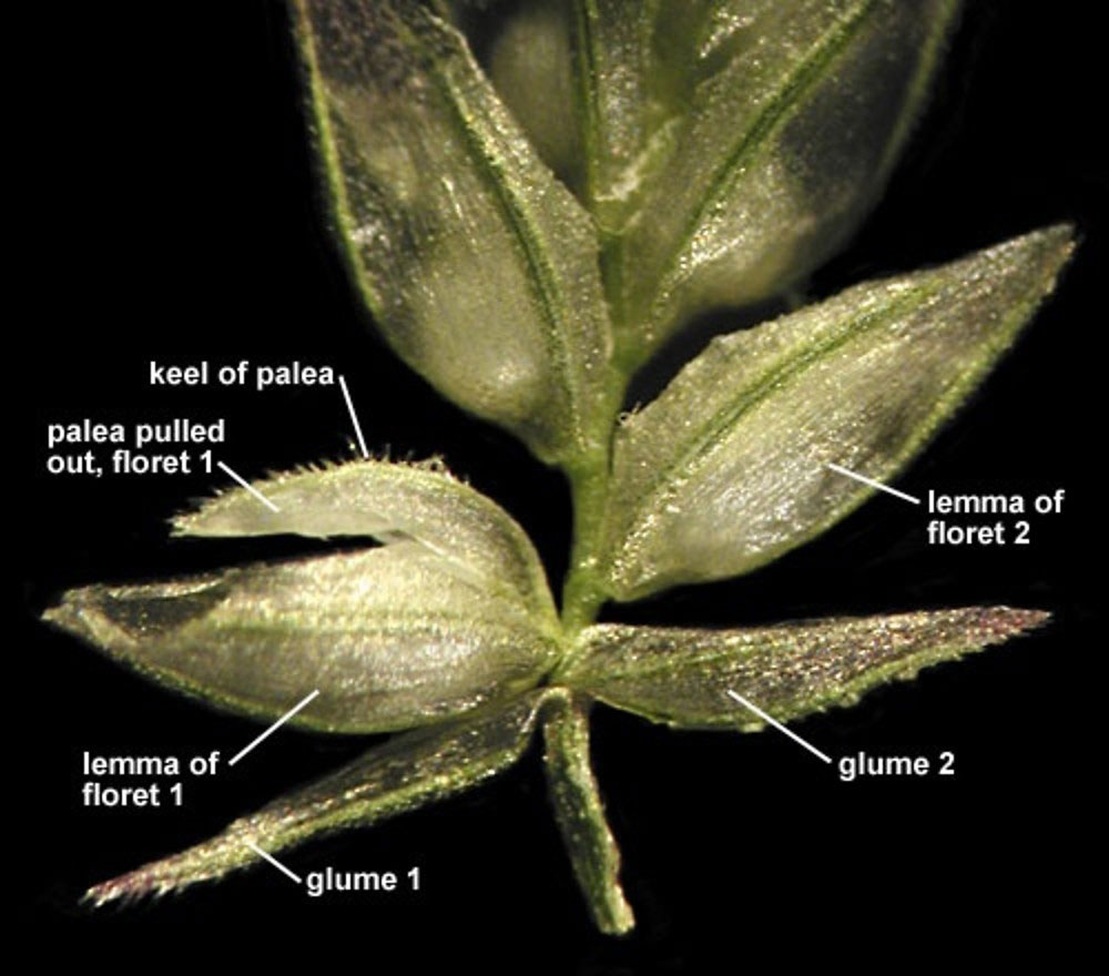 Closer-view-of-spikelets-of-Stinkgrass