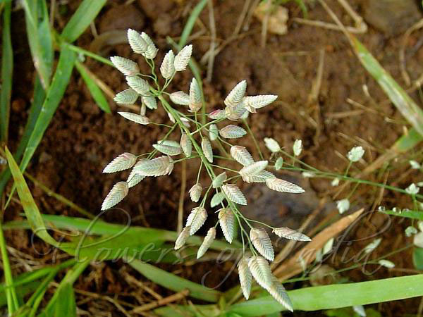 Flowers-of-Stinkgrass