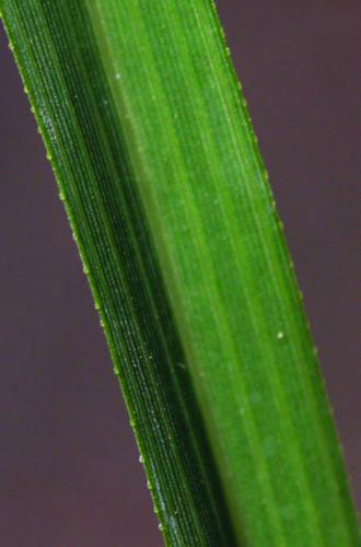 Leaf-blade-of-Stinkgrass