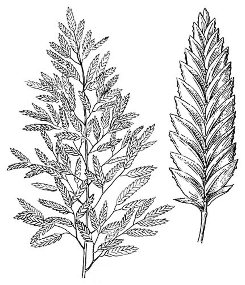 Sketch-of-Stinkgrass