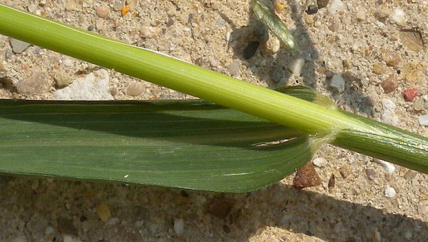 Stem-of-Stinkgrass