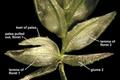Closer-view-of-spikelets-of-Stinkgrass