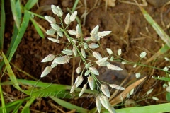 Flowers-of-Stinkgrass
