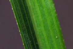 Leaf-blade-of-Stinkgrass