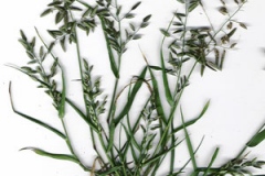 Plant-Illustration-of-Stinkgrass