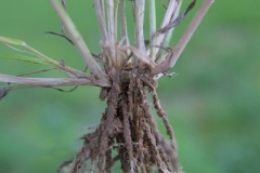 Root-of-Stinkgrass