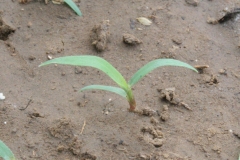 Saplings-of-Stinkgrass