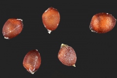 Seeds-of-Stinkgrass