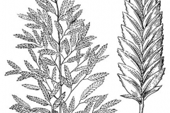 Sketch-of-Stinkgrass