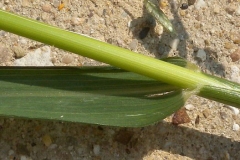 Stem-of-Stinkgrass