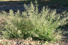Stinkgrass-Plant-growing-wild