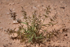 Stinkgrass-Plant