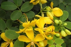 Flowers-of-Stinking-Cassia