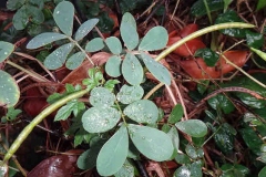 Immature-fruits-of-Stinking-Cassia