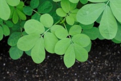 Leaves-of-Stinking-Cassia