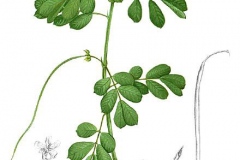 Plant-illustration-of-Stinking-Cassia