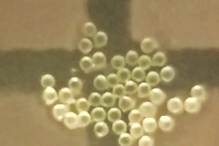Pollens-of-Stinking-Cassia