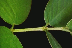 Stem-of-Stinking-Cassia