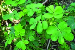 Stinking-Cassia-plant-growing-wild