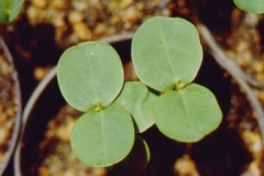Stinking-Cassia-sapling