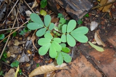 Young-Stinking-Cassia-plant