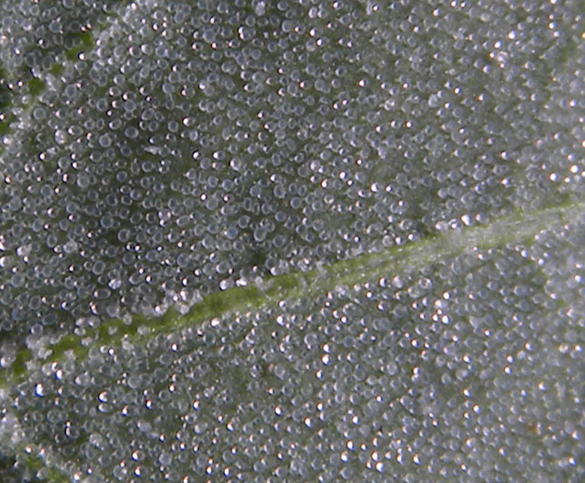 Closer-view-of-Ventral-side-of-leaf