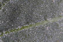 Closer-view-of-Ventral-side-of-leaf