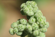 Flower-of-Stinking-Goosefoot-plant