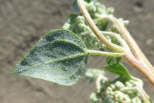 Leaf-and-Stem-of-Stinking-Goosefoot-plant