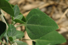 Leaves-of-Stinking-Goosefoot--plant