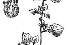 Sketch-of-Stinking-Goosefoot-plant