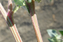 Stem-of-Stinking-Goosefoot-plant