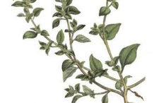 Stinking-Goosefoot-Plant-Illustration