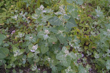 Stinking-Goosefoot-Plant-growing-wild