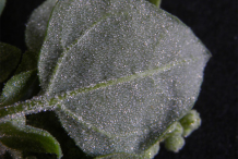 Ventral-view-of-Stinking-Goosefoot--Leaf