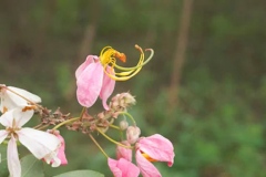 Flowers-of-Stinking-Toe-plant