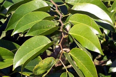 Leaves-of-Stinking-Toe-Fruit