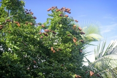 Mature-Stinking-Toe-Fruits-on-the-plant