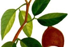 Plant-Illustration-of-Stinking-Toe-plant