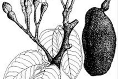 Sketch-of-Stinking-Toe-plant