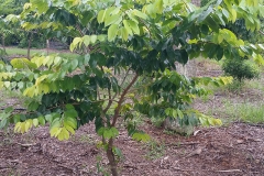 Small-Stinking-Toe-Fruit