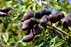 Stinking-Toe-Fruit
