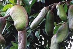 Unripe-fruits-of-Stinking-Toe-Fruit