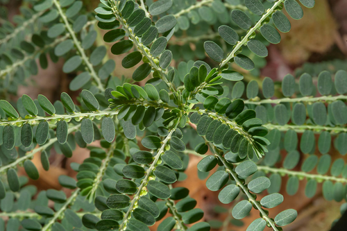 Leaves-of-Stone-Breaker-herb