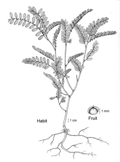 Sketch-of-Stone-Breaker-herb
